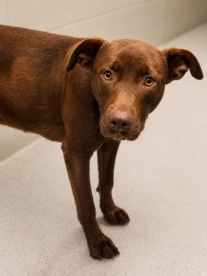Nutella, Labrador Retriever/Mix, adult, available for adoption
