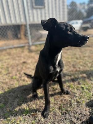 Snoop Dog, Labrador Retriever/Mix, adult, available for adoption