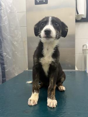 Sophia, Border Collie/Mix, adult, available for adoption