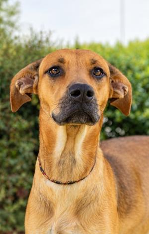 Dunkaroo, Hound/Mix, adult, available for adoption