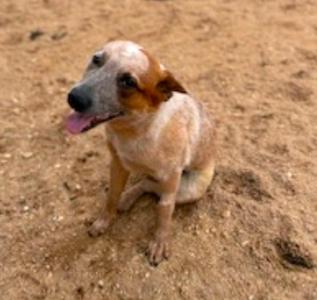 A brown and white dog sitting on sand with its tongue out.