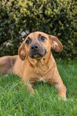 Colt, Labrador Retriever/Mix, adult, available for adoption