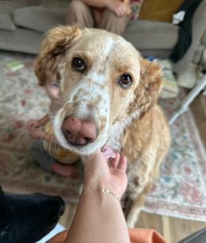 Magnolia (aka Nola), Mixed Breed, adult, available for adoption