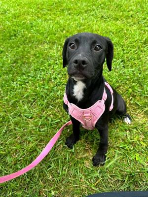Finita, Mixed Breed, puppy, available for adoption