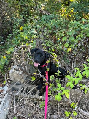 Finita, Mixed Breed, puppy, available for adoption