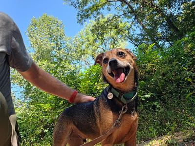 Barlow, Mixed Breed, adult, available for adoption