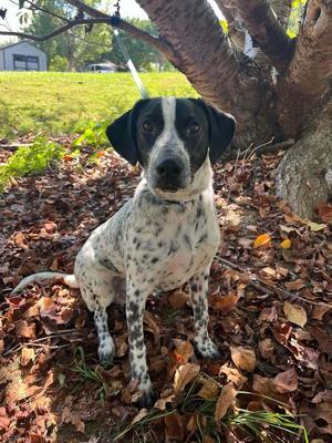 Axel, Mixed Breed, puppy, available for adoption