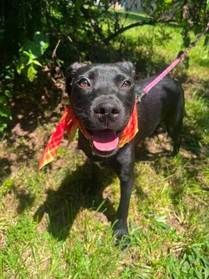 Chex, Mixed Breed, puppy, available for adoption