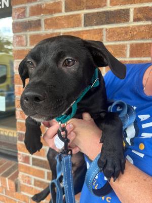 Chex, Mixed Breed, puppy, available for adoption