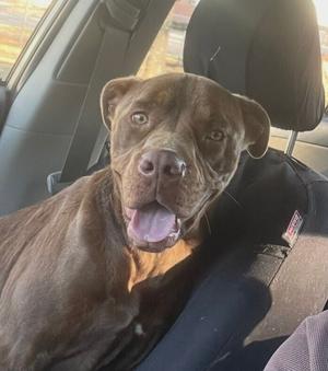 A brown dog with its mouth open and tongue out, sitting in the back seat of a car.