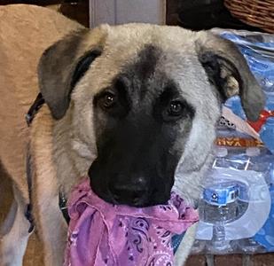 Kylo, Anatolian Shepherd / Great Pyrenees, available for adoption