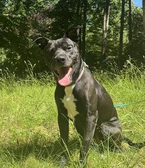 Benjen, Labrador Retriever, adult, available for adoption