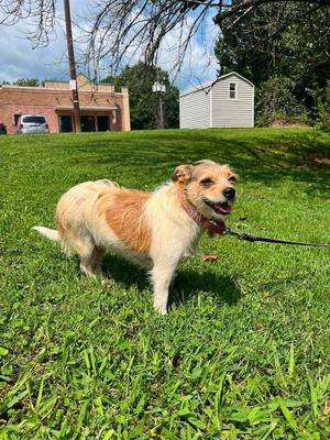 Layla, Mixed Breed, adult, available for adoption