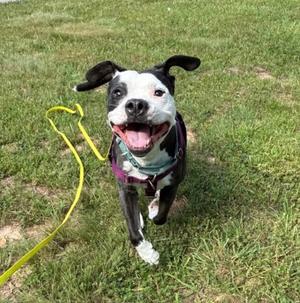 A happy black and white pit bull mix dog running on grass with a yellow leash.