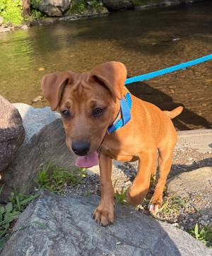 Jax, Mixed Breed, puppy, available for adoption