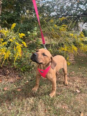 Paloma, Mixed Breed, puppy, available for adoption