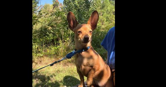 Itzel, Dachshund, adult, available for adoption