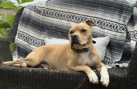 Doc Watson, Terriers (Medium), adult, available for adoption