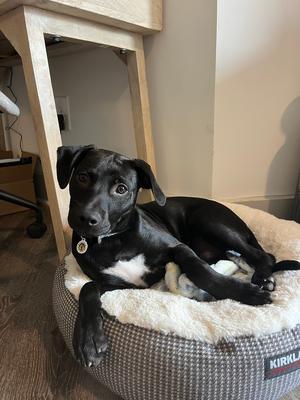 Franklin, Mixed Breed, puppy, available for adoption