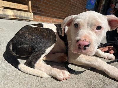 Joshua Tree, Mixed Breed, puppy, available for adoption