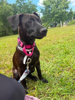 Higgins, Mixed Breed, puppy, available for adoption