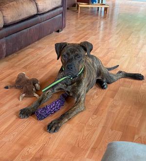 Arlo, Mixed Breed, young, available for adoption