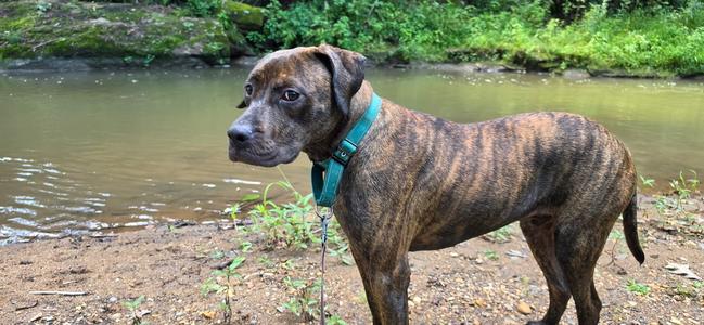 Arlo, Mixed Breed, young, available for adoption