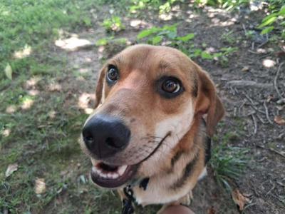 A close-up photograph of a brown and black dog looking up towards the camera with a happy expression while outdoors.