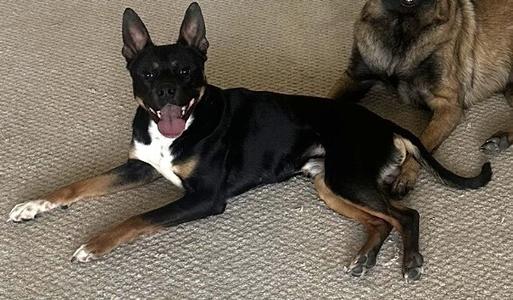 A black and tan dog with erect ears and its tongue hanging out lies on a carpet next to another dog.