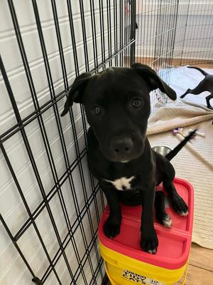 Miaa, Mixed Breed, puppy, available for adoption