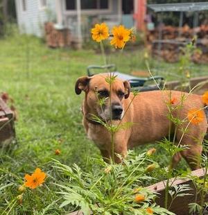 Gretchen, Mixed Breed, senior, available for adoption