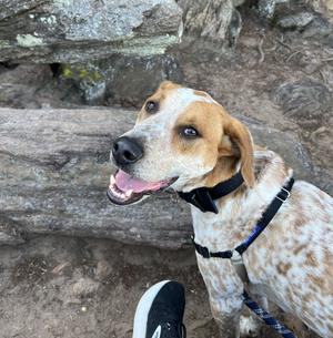 A brown and white speckled dog with a black collar and harness looks to the left with its mouth open.