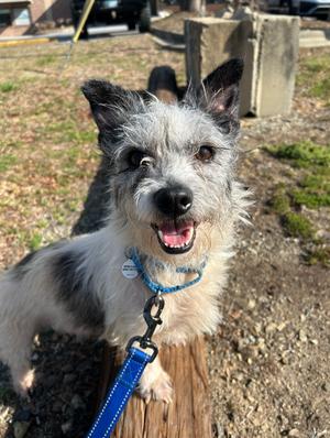 Biscuit, Cairn Terrier, available for adoption