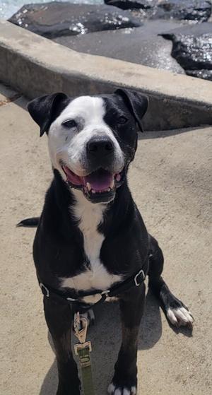 Birdy, Pit Bull Terrier, available for adoption