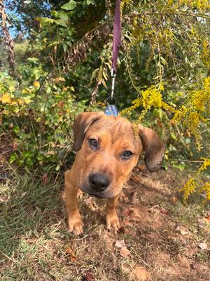 La Folie, Mixed Breed, puppy, available for adoption