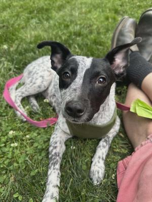 Numa, Mixed Breed, young, available for adoption
