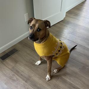 Finley, Pitbull, adult, available for adoption