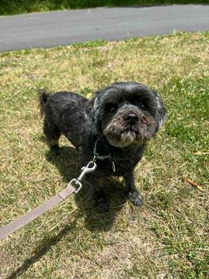 Griffy, Mixed Breed, senior, available for adoption