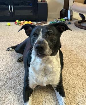 Cora, Pit Bull Terrier, adult, available for adoption