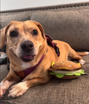 Maggie, Mixed Breed, adult, available for adoption