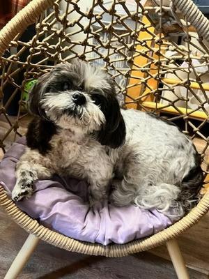 Maggie, Shih Tzu, senior, available for adoption