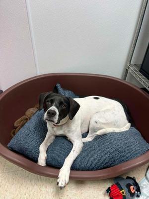 Addie, English Pointer, adult, available for adoption
