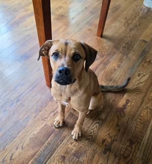 Honey, Mixed Breed, available for adoption