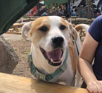 Buddy, Mixed Breed, adult, available for adoption