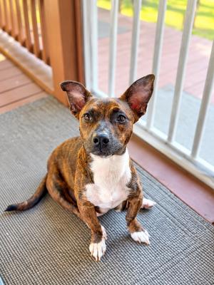 Babe Cakes (In A Foster Home), Mixed Breed, adult, available for adoption