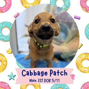 Cabbage Patch, Mixed Breed, puppy, available for adoption