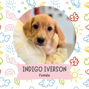 A photo of a female dog named Indigo Iverson. The dog is a light brown puppy with floppy ears and a black nose, looking directly at the camera. The image is framed in a circle and surrounded by a colorful, whimsical border with flowers, clouds, and suns.