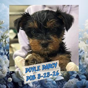 Doyle Darcy (In A Foster Home), Yorkie, Yorkshire Terrie, puppy, available for adoption