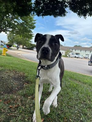 Buddah (In A Foster Home), Mixed Breed, adult, available for adoption