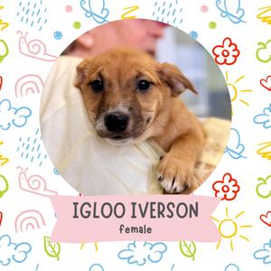 A cute brown puppy with floppy ears and big eyes, sitting on a white blanket. The text below the image reads "IGLOO IVERSON female". The background is colorful with various patterns and drawings.